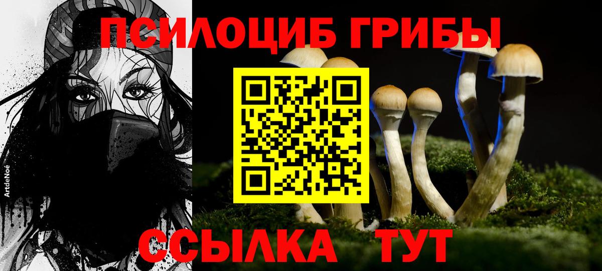 Галлюциногенные грибы Psilocybe  Вход с VPN  Осинники 